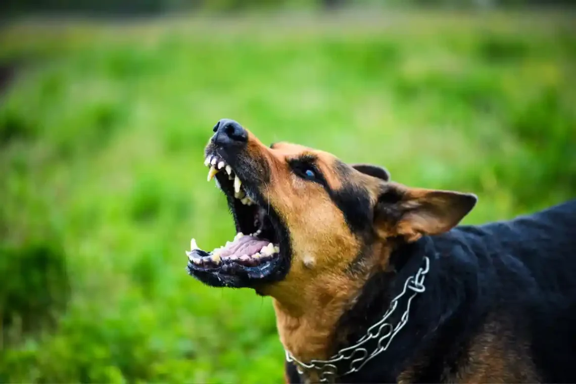 Homeowner Liability for Dog Attacks