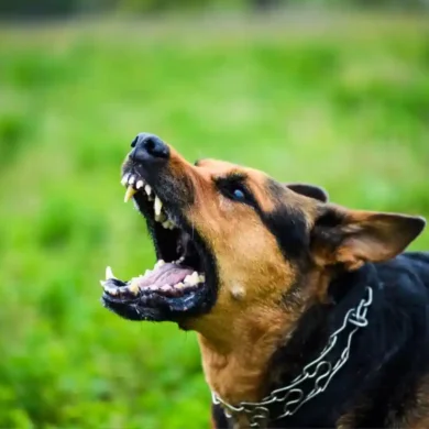 Homeowner Liability for Dog Attacks